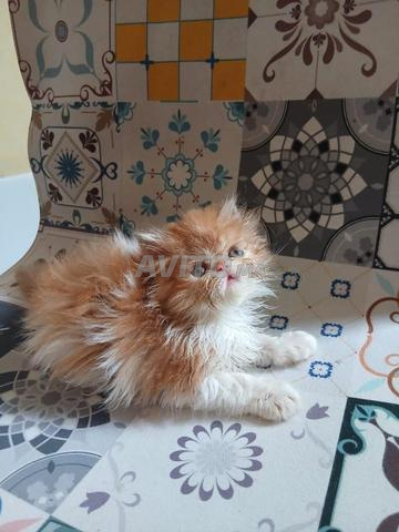 Chaton Persan - 2