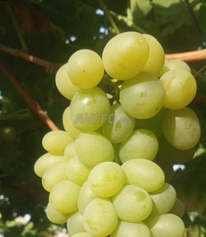Muscat italien - 2