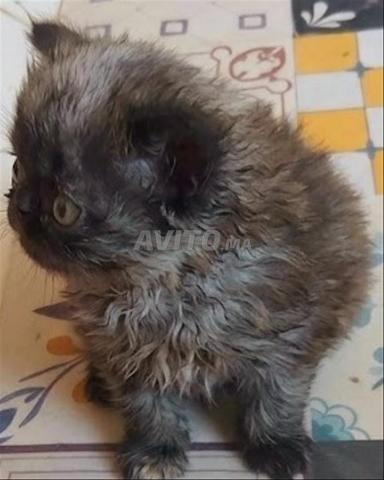 Chaton Persan - 2