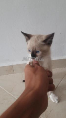 قطط جميلة للبيع - 2