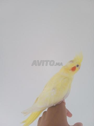 طائر الكلبسات ذو العين الحمراء - 2