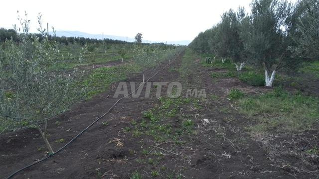 ferme terrain agricole 6 Hectares avec maison