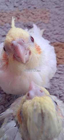 Trois bébés calopsitte Lutino - 2