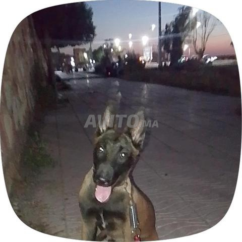 Femelle Malinois prix 1000 dirhams âgée de 9 mois