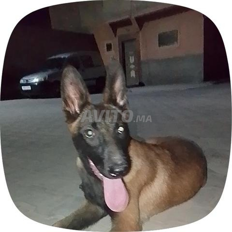 Chienne Malinois, 9 mois, prix 1000 dirhams - 2