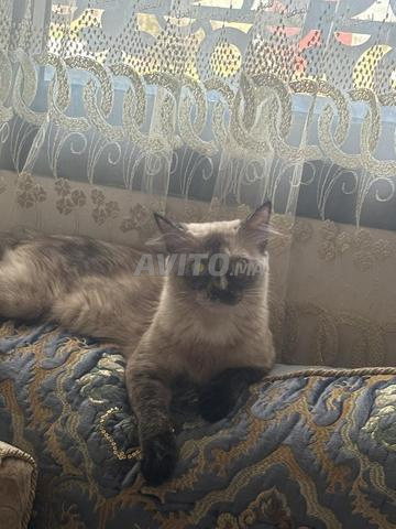 الناظور حي أولاد ميمون