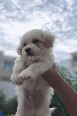 Bichon Maltais ✨🐾 - 2