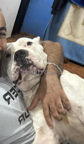 Dogo Argentino mâle - 2