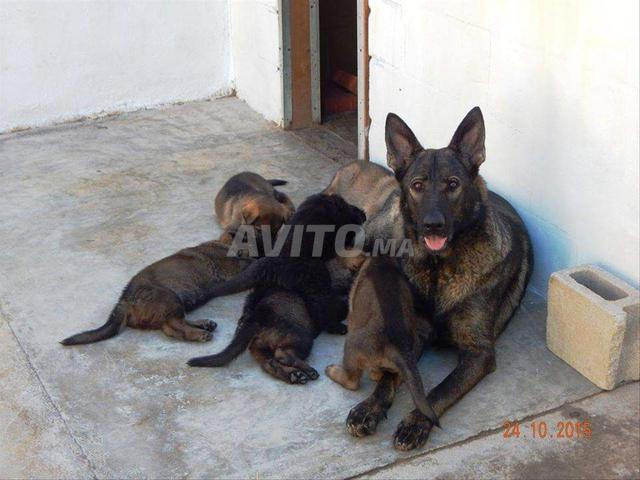 Chiots berger allemand gris - 2