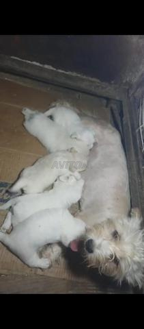 Super chiots Bichon Maltais - 2