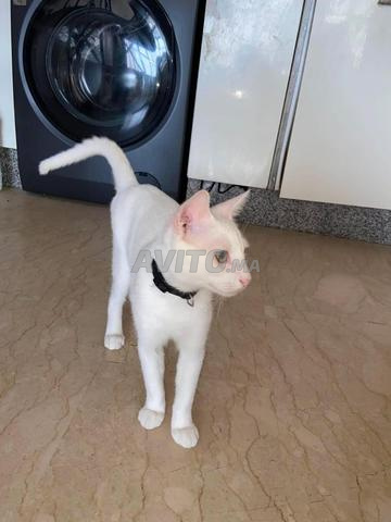 🐱 Chat à adopter 🏡 - 2