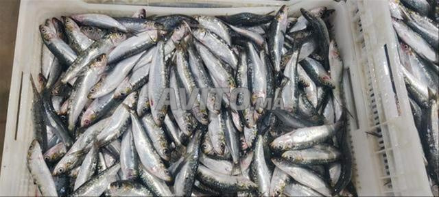 Opportunité en Or Usine de Produits de la Mer