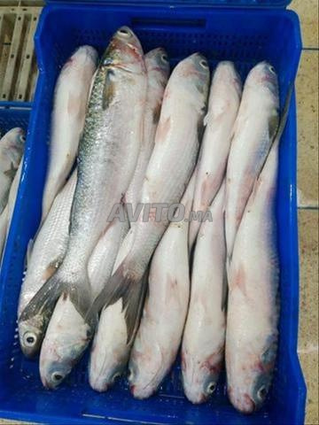 فرصة ذهبية لمصنع منتجات بحرية - 2