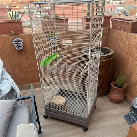 Cage à oiseaux - 2