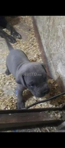Chiots Cane Corso gris femelle - 2