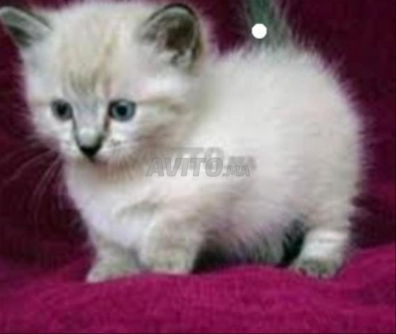 Bébé chaton Ragdoll âgé de 48 jours - 2