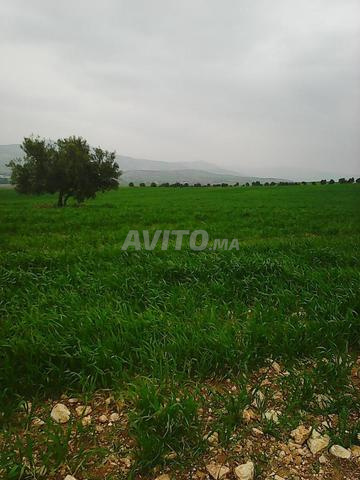 أرض فلاحية للبيع - 2