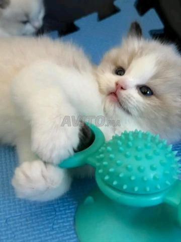 قطة صغيرة راجدول عمرها شهر و 18 يومًا