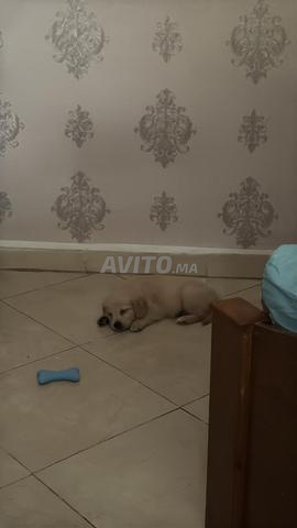 Chiot Golden Retriever - 2