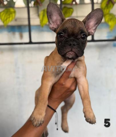 Chiot Bulldog Français - 2