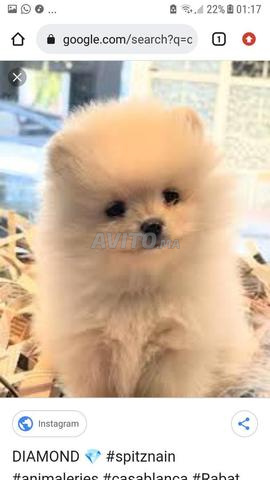 Spitz nain Loulou de Pomeranie
