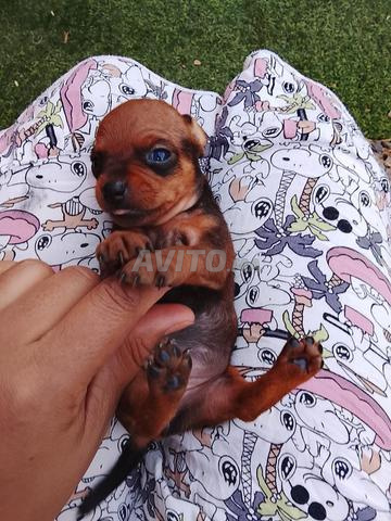 Chiot Pinscher - 2