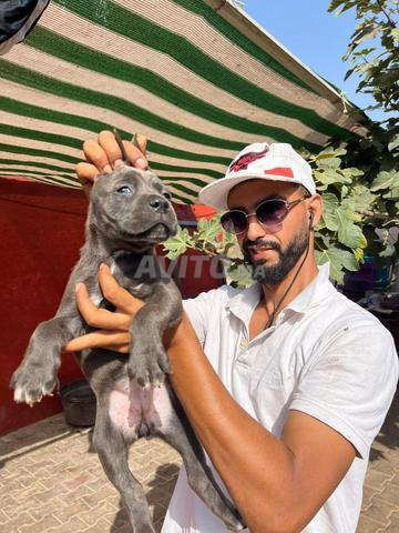 Chiot Cane Corso - 2