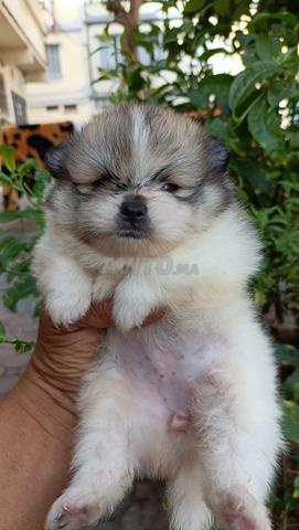 Spitz nain Loulou de Pomeranie