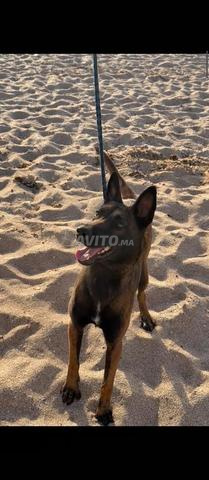 Malinois charbonné pedigree - 2