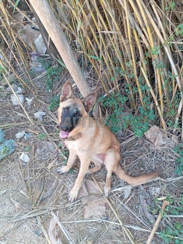 Femelle berger malinois mix - 2