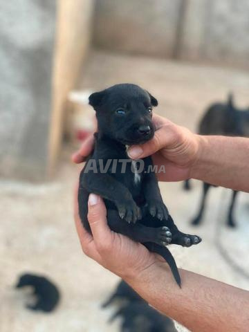 Chiots Malinois Charboni pure race - 2