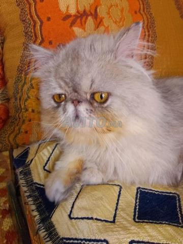 Mâle persan 10 mois