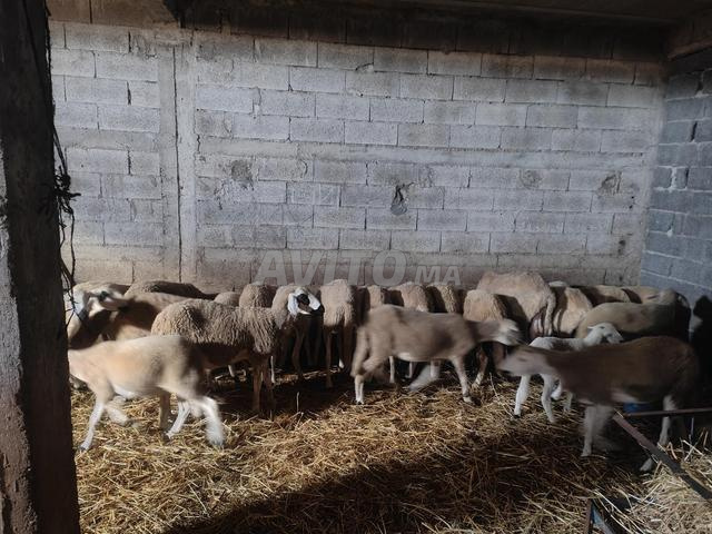 Moutons à vendre