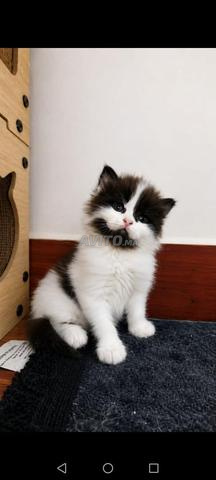 للبيع - قطتان صغيرتان رائعتان 🐱❤️ - 2