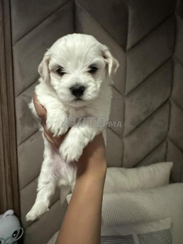 Chiot bichon maltais - 2