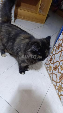 Chat persan - 2