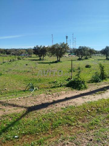 Terrain agricole 2500 m² à moins de 4 km de Benslimane - 2