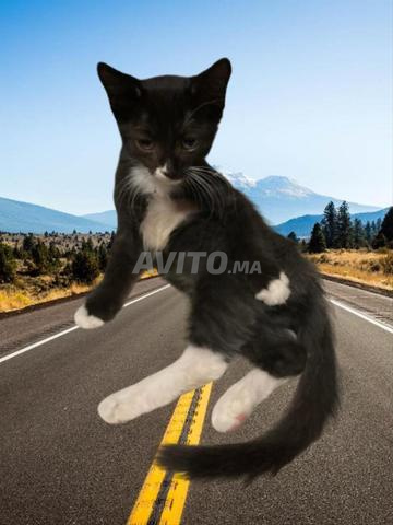 Magnifique chaton mâle à adopter (gratuit) - 2