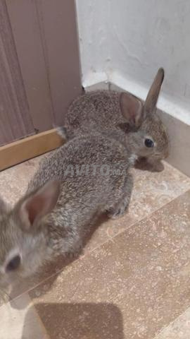 Lapin de race locale (Beldi) - 2