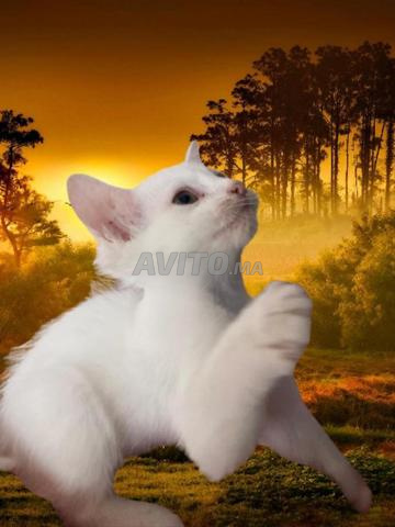 Somptueux chaton femelle à adopter (gratuit)