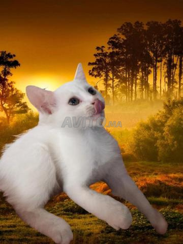 Somptueux chaton femelle à adopter (gratuit) - 2