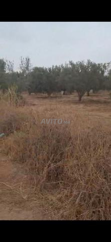 🌿 TERRAIN TITRÉ À AÏT SIDI DAOUD - 2