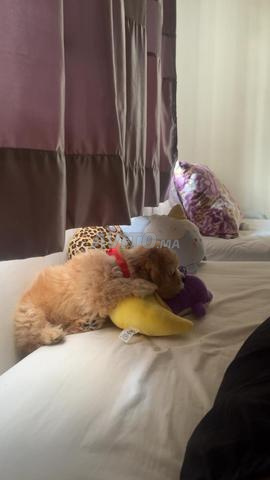 Bichon crème - 2