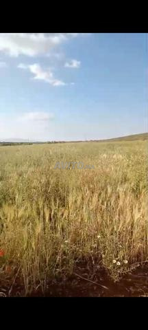 Terrain agricole Titré 2Ha