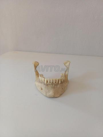 Modèle anatomique mâchoire humaine – Décoration