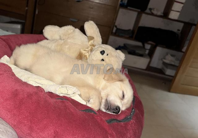 Golden retriever chiot - 2