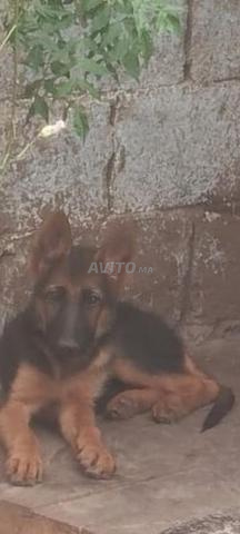 Chiot berger allemand cassé - 2