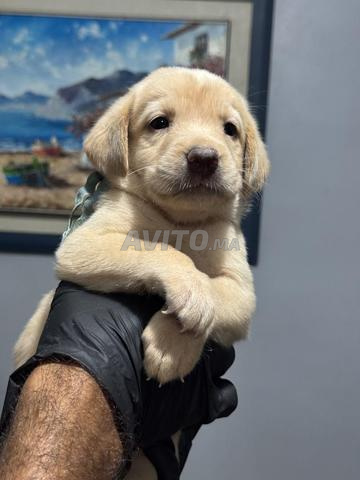 جـراء لابرادور ريتريفر - 2