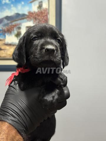 Chiots Labrador Retrievers