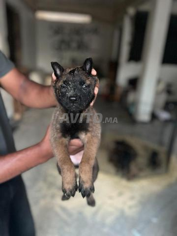 جرو مالينوا رائع جداً فحمى - 2
